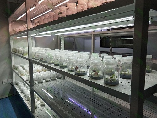 炎陵植物组织培养实验室设计建设方案